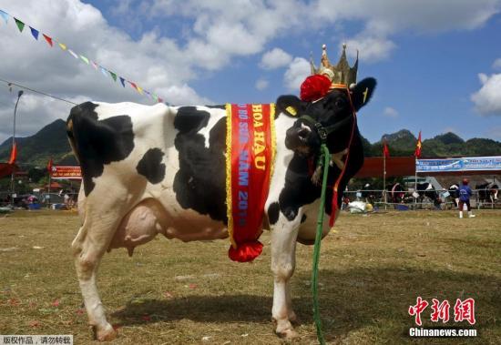 今年的冠军是一头5岁的奶牛，重710千克，能够每天产奶59.6公斤，几乎是其他奶牛产奶量的三倍。