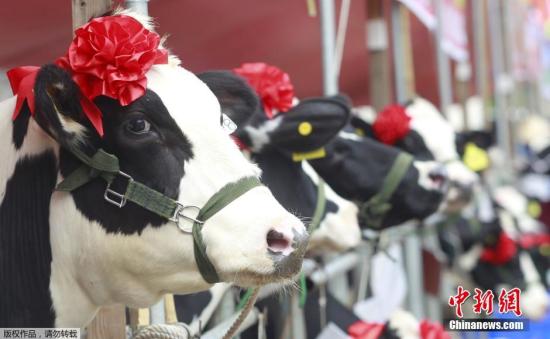 奶牛们头顶红花，准备参赛。