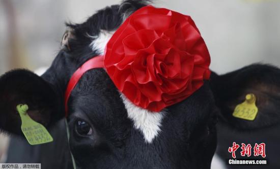 奶牛头顶红花，准备参赛。