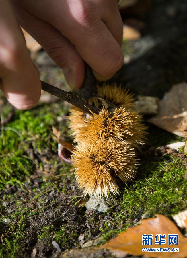 （国际）（4）瑞士菲利小镇的&ldquo;栗子节&rdquo;
