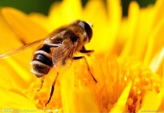 保护庄稼有妙招:泰国“训练”蜜蜂驱赶野象(图)