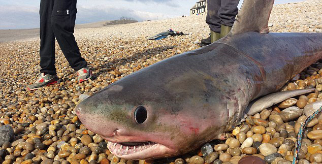 捕获者骄傲的站在他的战利品上，拉开它的头去向众人展示它锋利的牙齿。这一幕被艾莉森拍下留念，艾莉森是潜水员，当时她正在水下潜水，为南海Sub-Aqua俱乐部拍照。她说：&ldquo;这只鲨鱼太大了，我还以为是翻了的冲浪板。&rdquo;&ldquo;我当时正在和我们的工作人员进行第二次潜水，我们看到一个小船，它看起来就像一个翻了的冲浪板，这条船只比鲨鱼长一点点。&rdquo;