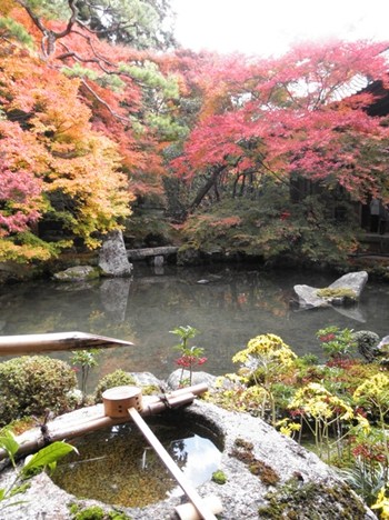 如火的红叶美景着实令人如痴如醉。