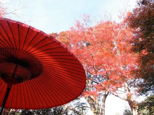 赏京都秋韵：庭园幽深红叶古刹绝美如画（组图）