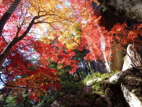 春看樱花，秋赏红叶。