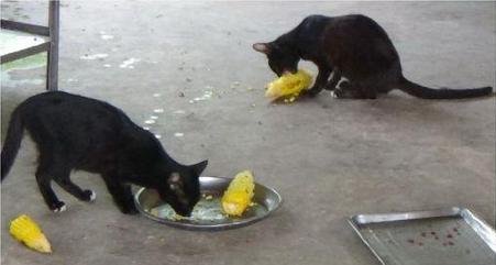 不爱吃鱼只爱玉米泰国流浪猫固定时间讨玉米吃