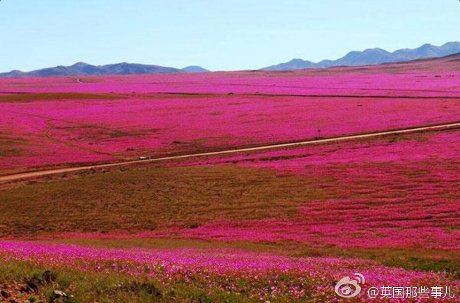 世界最干燥沙漠遇大雨花开遍地