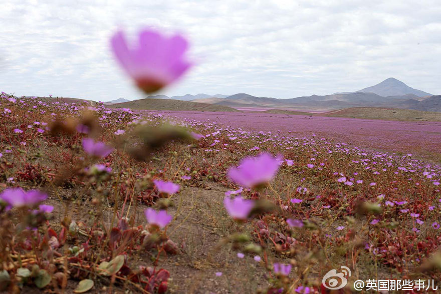 世界最干燥沙漠遇大雨花开遍地