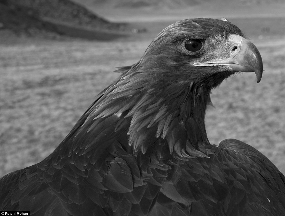 纪实哈萨克斯坦最后一批金雕牧民