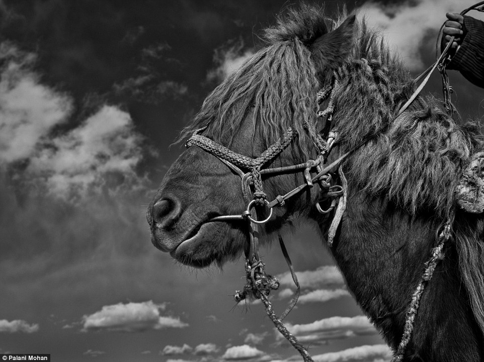 纪实哈萨克斯坦最后一批金雕牧民