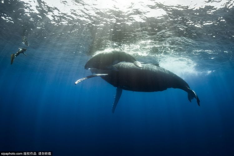 海洋之心图片含义 128384177_14464305815661n.jpg