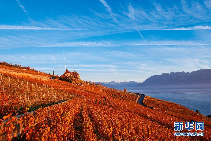 （国际）（3）瑞士拉沃之秋