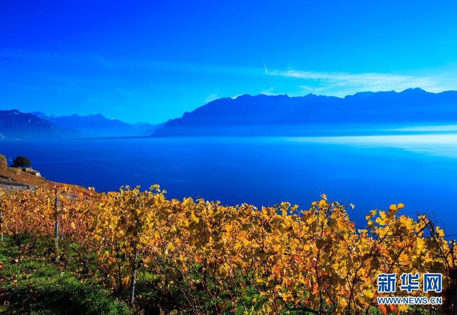 （国际）（2）瑞士拉沃之秋