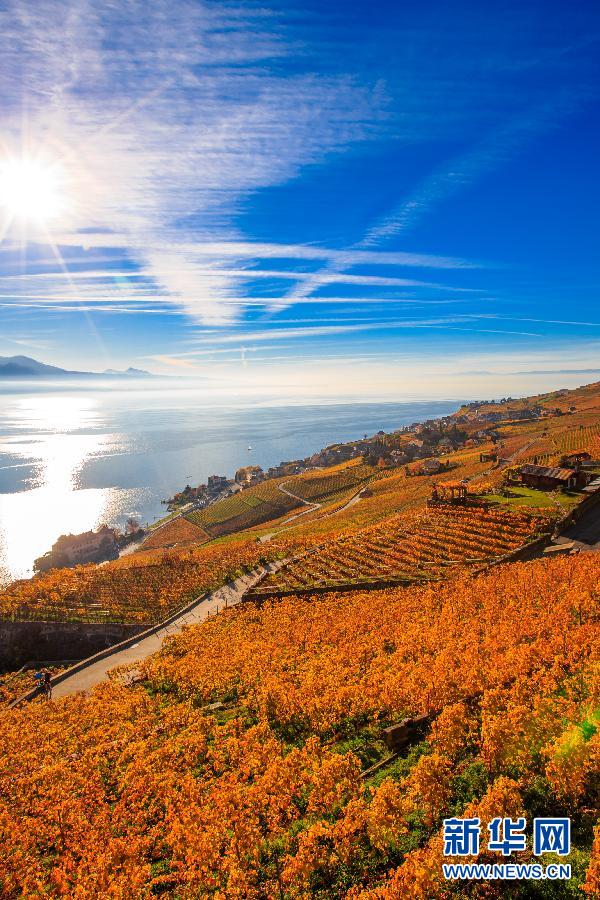 （国际）（4）瑞士拉沃之秋