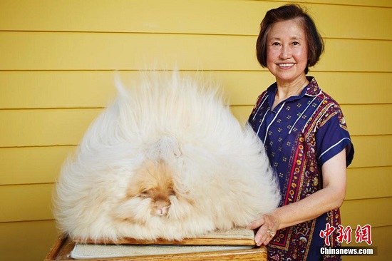 英国安哥拉长毛兔毛长38厘米创世界纪录(图)