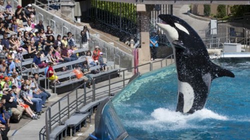 曼比宣布,鲸鱼表演将在2017年最终取消。