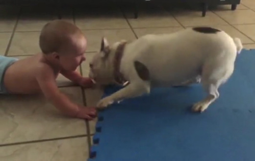  Rupert向前舔小主人的手。