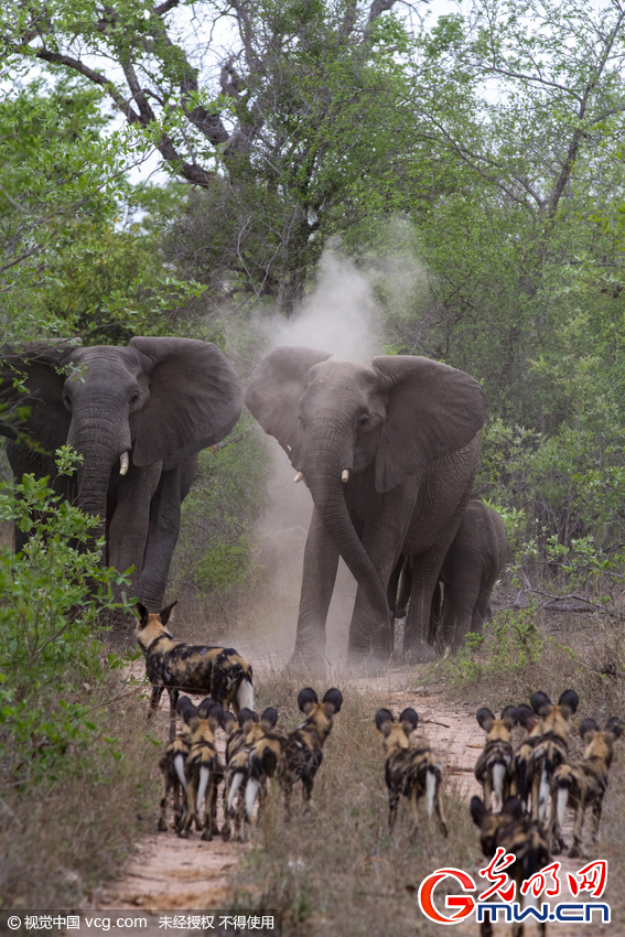 南非：豺狗组队与象群对峙 身小志气大毫不畏怯