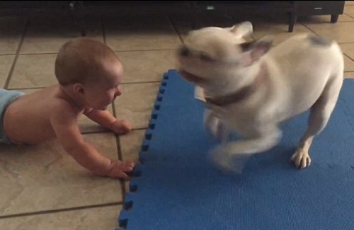 当小主人安静下来时， Rupert又跑起来了。