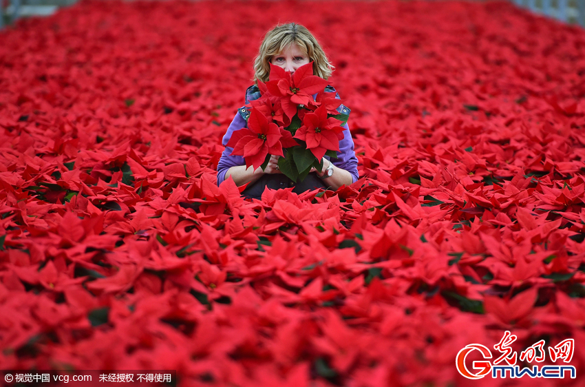 英国一花园种植10万株&ldquo;一品红&rdquo; 供圣诞节派送