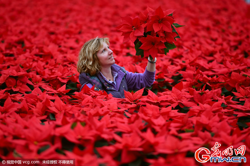 英国一花园种植10万株&ldquo;一品红&rdquo; 供圣诞节派送