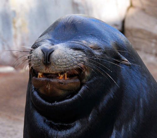 微笑海狮“Maya”。