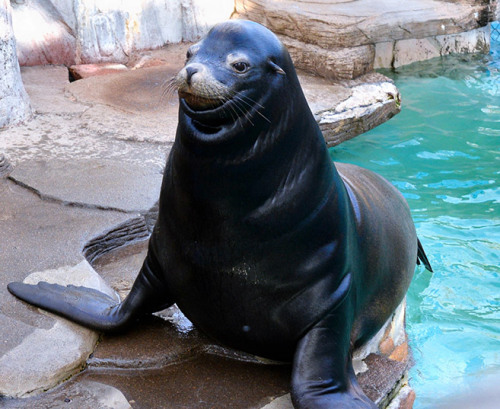 用前鳍站立的海狮Maya,一脸若无其事的表情。