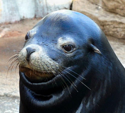 海狮Maya一脸若无其事的表情。