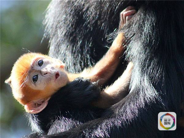 中国混血黑叶猴在悉尼与游人见面