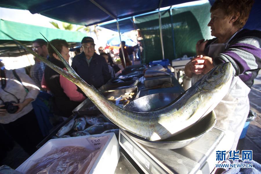 （国际）（5）马耳他的&ldquo;星期天鱼市&rdquo;