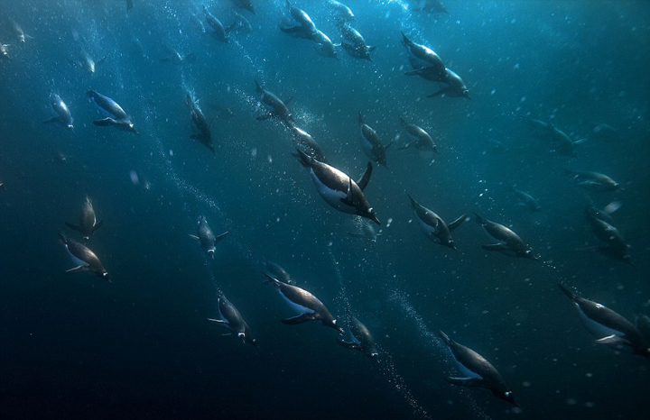 南极企鹅深海下潜觅食 画面震撼如星战场景