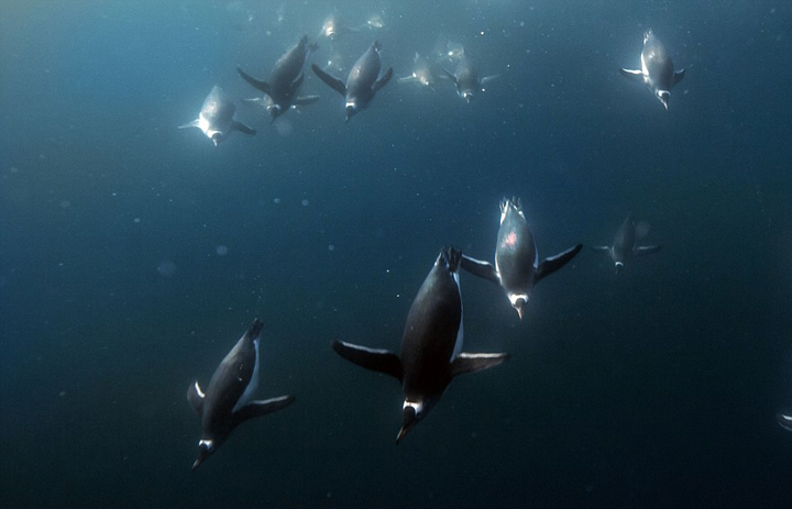 南极企鹅深海下潜觅食 画面震撼如星战场景