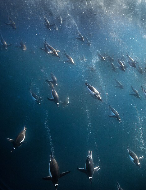 南极企鹅深海下潜觅食 画面震撼如星战场景