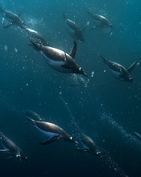 南极企鹅深海下潜觅食 画面震撼如星战场景