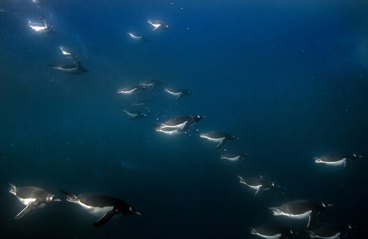 南极企鹅深海下潜觅食 画面震撼如星战场景