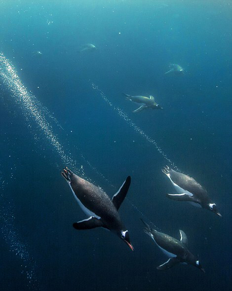 南极企鹅深海下潜觅食 画面震撼如星战场景