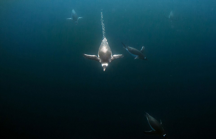 南极企鹅深海下潜觅食 画面震撼如星战场景