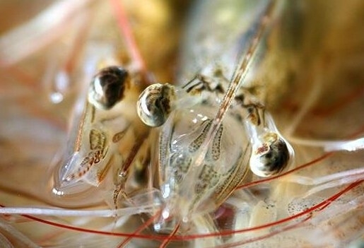 为大虾做变性手术