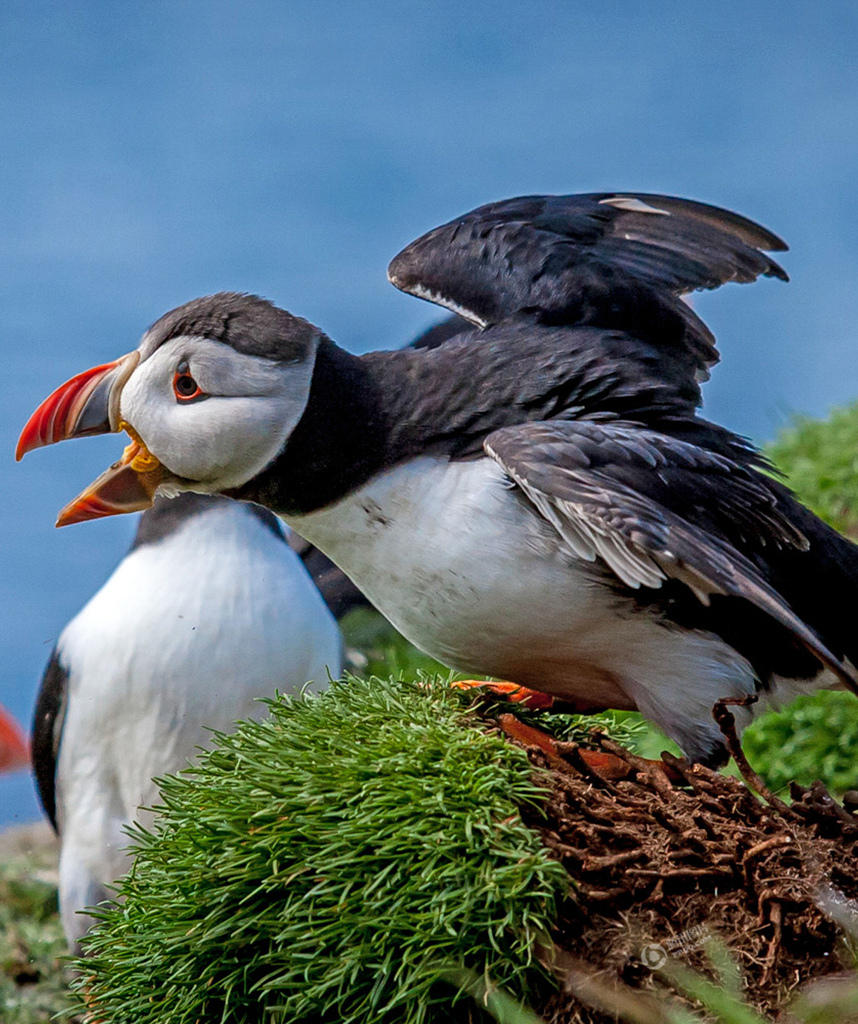 海鹦求偶欲&ldquo;强吻&rdquo; 心仪对象嫌弃趁机开溜