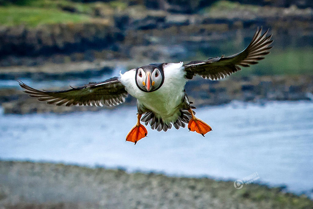 海鹦求偶欲&ldquo;强吻&rdquo; 心仪对象嫌弃趁机开溜