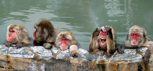 日本猕猴悠然泡温泉打呵欠伸懒腰表情销魂（图）
