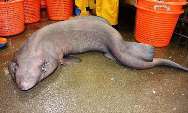苏格兰海域现怪鲨