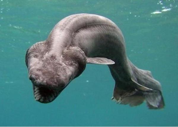 苏格兰海域现怪鲨