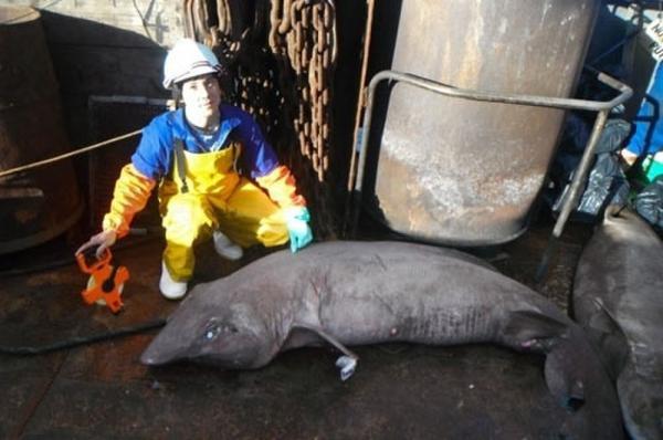 苏格兰海域现怪鲨