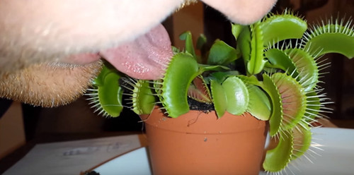 捕蝇草威力有多大？外国男子舌头被&ldquo;咬&rdquo;破（图）