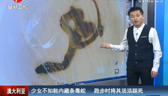 藏在鞋中的毒蛇 (视频截图)