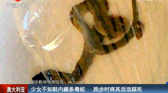 毒蛇已经死了 (视频截图)