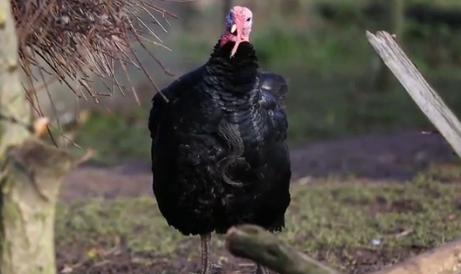 英国最老火鸡名为&ldquo;晚餐&rdquo;成功躲过16个圣诞节