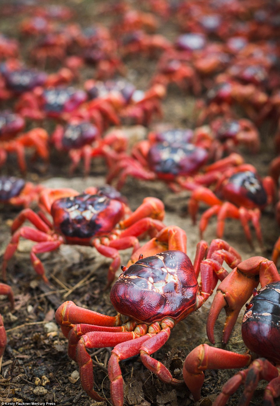1200万只澳洲红蟹大迁移 横行圣诞岛