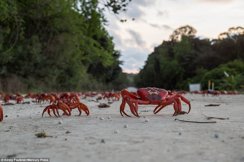 1200万只澳洲红蟹大迁移 横行圣诞岛